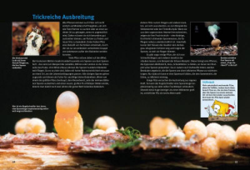 Preview: Entdecke die Pilze
